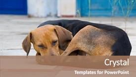  Presentation with dog - Audience pleasing PPT layouts consisting of stray dog backdrop and a coral colored foreground