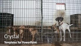  Presentation with cage - Theme having abandoned-dogs-in-a-cage background and a tawny brown colored foreground