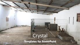  Presentation with cage - Beautiful PPT layouts featuring abandoned-dogs-in-a-cage backdrop and a gray colored foreground