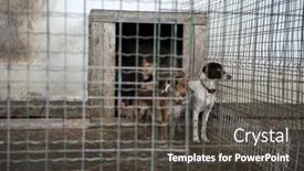  Presentation with cage - Amazing presentation theme having abandoned-dogs-in-a-cage backdrop and a dark gray colored foreground