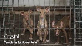  Presentation with cage - Presentation featuring abandoned-dogs-in-a-cage background and a tawny brown colored foreground