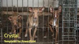  Presentation with rescue - Beautiful theme featuring abandoned dogs in a cage backdrop and a tawny brown colored foreground