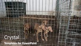  Presentation with cage - Beautiful PPT layouts featuring abandoned-dogs-in-a-cage backdrop and a tawny brown colored foreground
