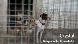  Presentation with cage - Colorful PPT theme enhanced with abandoned-dogs-in-a-cage backdrop and a dark gray colored foreground