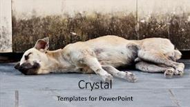  Presentation with homeless - Beautiful PPT theme featuring abandoned homeless stray dog sleeping backdrop and a light gray colored foreground