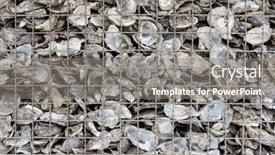  Presentation with shells - Presentation design featuring abandoned-oyster-shells-piled-up background and a gray colored foreground