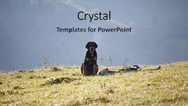  Presentation with abandoned - PPT theme consisting of sad bloodhound in the mountain background and a light blue colored foreground