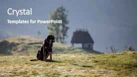  Presentation with abandoned - Beautiful presentation featuring sad bloodhound in the mountain backdrop and a seafoam green colored foreground