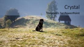  Presentation with sad dog abandoned dogs - Colorful PPT theme enhanced with sad bloodhound in the mountain backdrop and a coral colored foreground