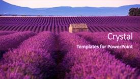  Presentation with old house - Beautiful presentation design featuring abandonment - lonely old abandoned stone house backdrop and a violet colored foreground