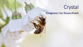  Presentation with abeille - Presentation enhanced with abeille - bee and white flowers background and a sky blue colored foreground