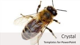  Presentation with bee - Amazing presentation design having abeille - bee isolated on the white backdrop and a light gray colored foreground