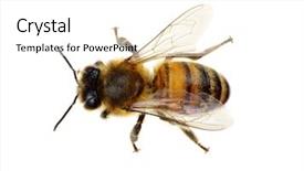  Presentation with bee - Colorful PPT layouts enhanced with abeille - bee isolated on the white backdrop and a white colored foreground