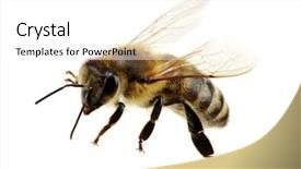  Presentation with abeille - Presentation design having abeille - bee isolated on the white background and a white colored foreground