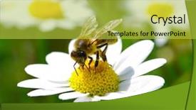  Presentation with chamomile - Presentation theme consisting of abeille - bee on the chamomile flower background and a yellow colored foreground