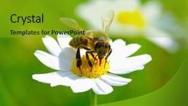  Presentation with bee propolis maroon - Amazing slide set having abeille - bee on the flower backdrop and a shamrock green colored foreground