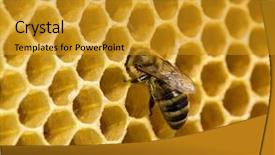  Presentation with honeycomb - Cool new theme with abeille - bees swarming on a honeycomb backdrop and a gold colored foreground