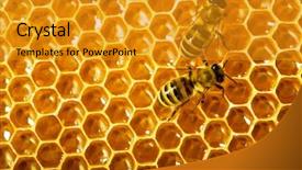  Presentation with honeycomb - PPT theme having abeille - bees work on honeycomb background and a gold colored foreground
