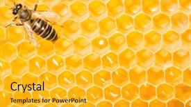  Presentation with close up of beef tartar - Beautiful slides featuring brunette girl driving car on the road backdrop and a dark gray colored foreground