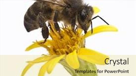  Presentation with abeille - Colorful slide deck enhanced with abeille - collecting pollen backdrop and a yellow colored foreground