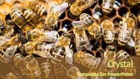  Presentation with honeycomb - PPT theme enhanced with abeille - macro shot of bees swarming background and a tawny brown colored foreground