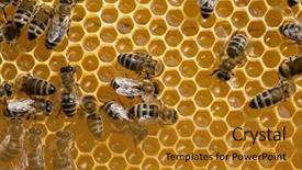  Presentation with honeycomb - Presentation with abeille - macro shot of bees swarming background and a  colored foreground