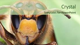  Presentation with abeille - PPT layouts consisting of abeille - macro shot of hornet background and a soft green colored foreground