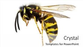  Presentation with brown sugar isolated on white - Slide set consisting of abeille - wasp isolated on white background background and a white colored foreground