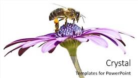  Presentation with bee - Theme having abeille - working bee background and a white colored foreground