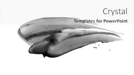  Presentation with brush stroke - Slide set featuring ablack and white bstract acrylic color brush stroke isolated on white background and a white colored foreground