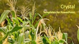  Presentation with agricultural biotechnology - Cool new presentation with abound - cereal spikes in agricultural background backdrop and a tawny brown colored foreground