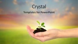  Presentation with salinity in plant - PPT theme featuring abound - small plant in hand background and a light gray colored foreground