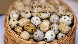  Presentation with quail - Presentation design consisting of above-bunch-of-fresh-quail background and a coral colored foreground