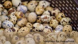  Presentation with quail - Presentation design with above-fresh-quail-eggs-placed background and a coral colored foreground