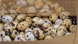  Presentation with quail - PPT theme enhanced with above-fresh-quail-eggs-placed background and a  colored foreground