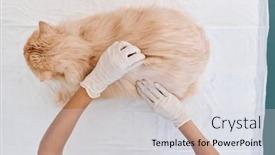  Presentation with latex gloves - Presentation theme with above-view-shot-of-unrecognizable background and a light gray colored foreground