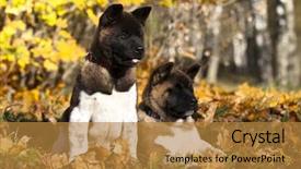  Presentation with puppy - Cool new PPT layouts with abred - american akita portrait puppy 3 backdrop and a gold colored foreground