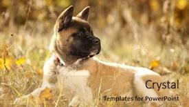  Presentation with elderly american indians - Colorful slide set enhanced with abred - american akita portrait puppy 3 backdrop and a yellow colored foreground