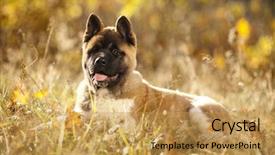  Presentation with philippine american war - Presentation design consisting of abred - american akita portrait puppy 3 background and a yellow colored foreground