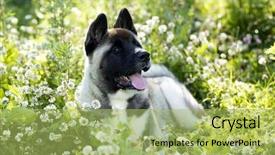  Presentation with native american smudge sticks - Beautiful presentation design featuring abred - american akita portrait puppy 3 backdrop and a yellow colored foreground