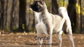  Presentation with american - PPT layouts consisting of abred - american akita portrait puppy background and a coral colored foreground