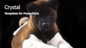  Presentation with african american and baby - PPT theme with abred - american akita portrait background and a black colored foreground