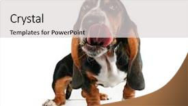  Presentation with basset hound - Beautiful PPT layouts featuring abred - basset hound licking his big backdrop and a light gray colored foreground