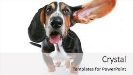  Presentation with basset hound - Cool new PPT layouts with abred - basset hound with one backdrop and a white colored foreground