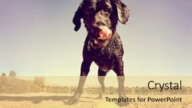  Presentation with lab - Beautiful presentation design featuring abred - black lab looking backdrop and a lemonade colored foreground