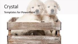  Presentation with white gold award - Slides enhanced with abred - cute four funny golden retriever background and a white colored foreground
