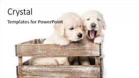  Presentation with white gold birthday - Beautiful PPT layouts featuring abred - cute four funny golden retriever backdrop and a white colored foreground