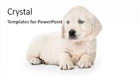  Presentation with cute christmas pug puppy dog - Beautiful theme featuring abred - cute little golden retriever puppy backdrop and a white colored foreground