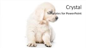  Presentation with golden - PPT layouts with abred - cute little golden retriever puppy background and a white colored foreground