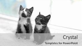  Presentation with cats - Colorful PPT layouts enhanced with abred - cute small cats on windowsill backdrop and a light gray colored foreground